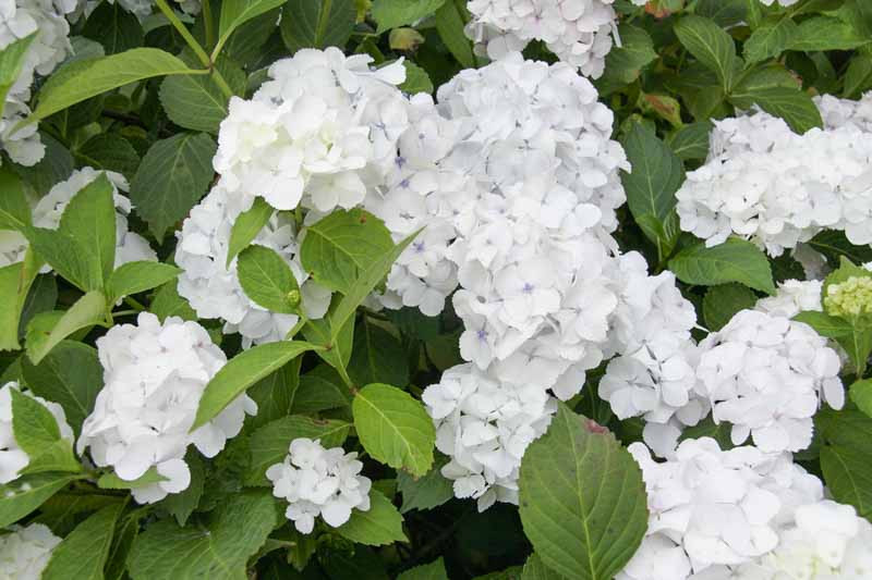 Hydrangea macrophylla Mme Emile Mouillère 