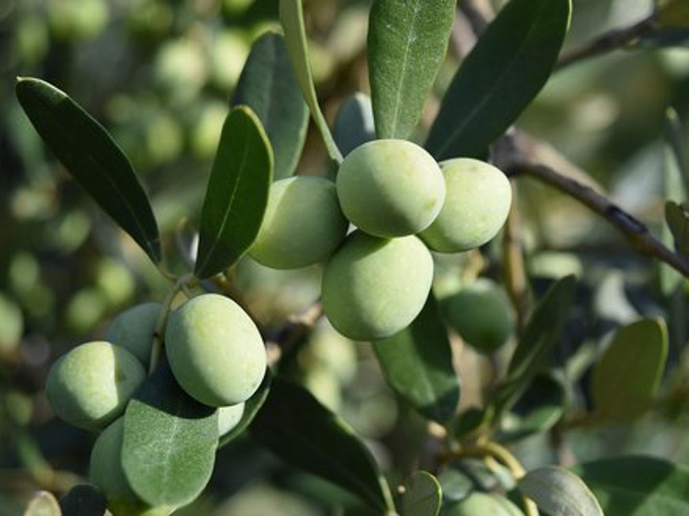 Olea Europea Cipressino 