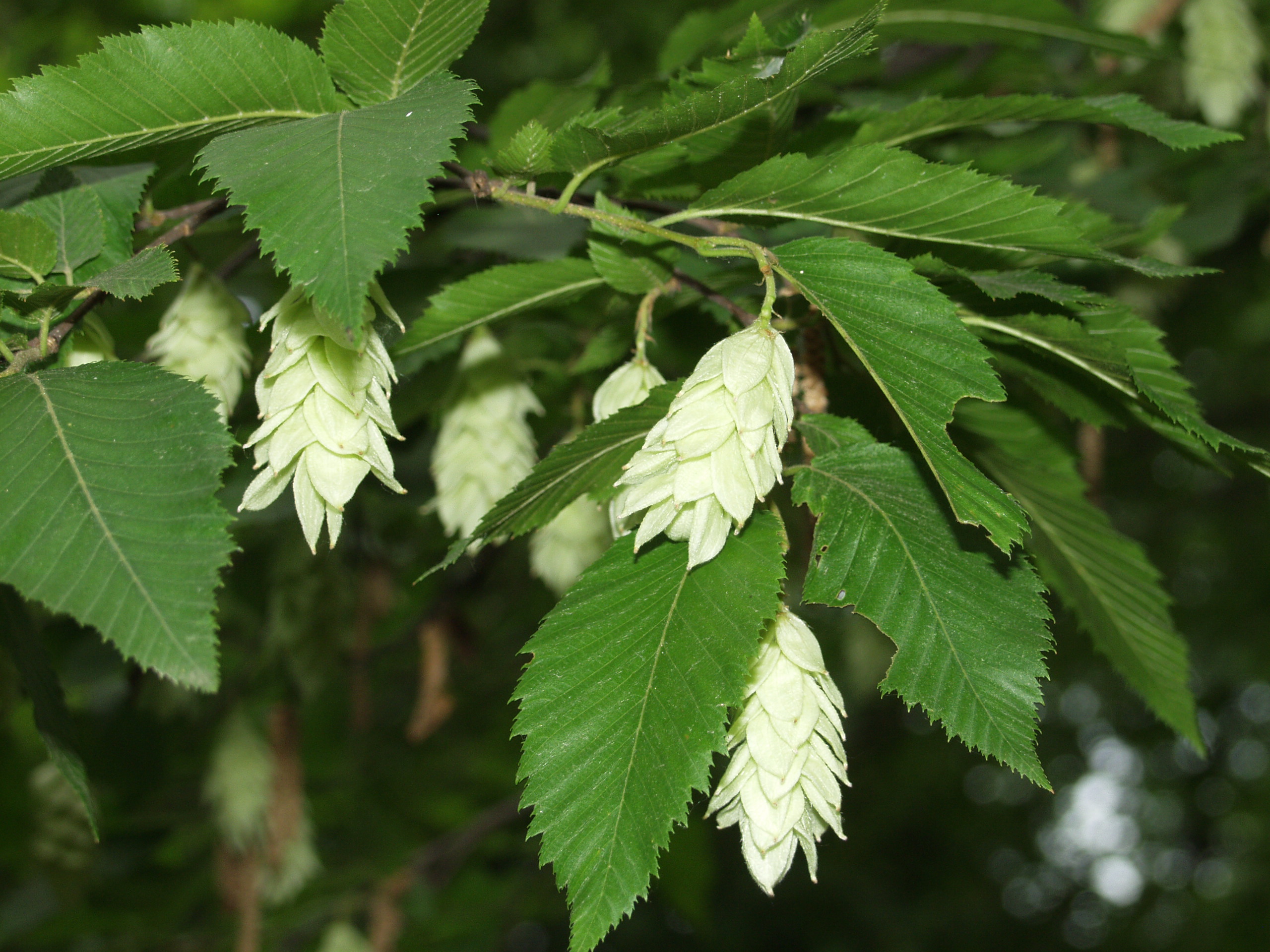 Ostrya Carpinifolia