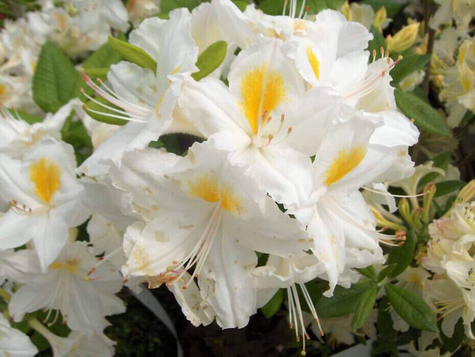 Azalea mollis Persil