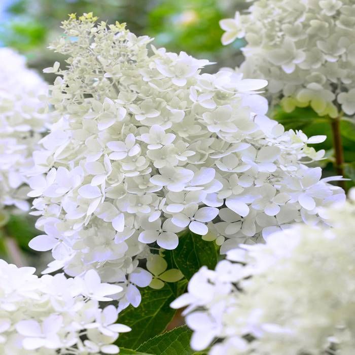 Hydrangea paniculata Polar Bear