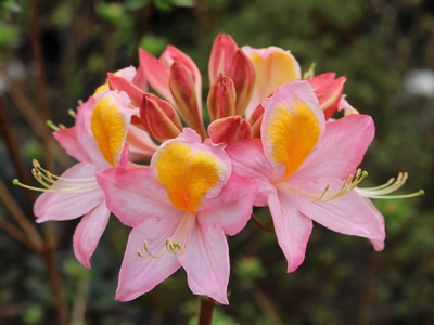 Azalea mollis Pompadour