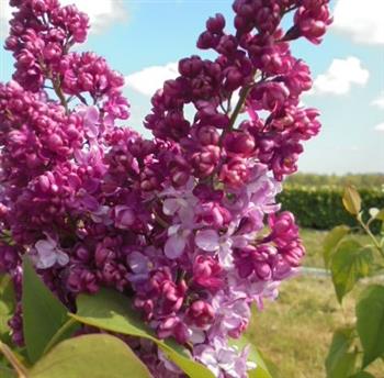 Syringa vulgaris Prince Wolkonsky