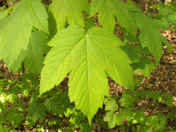 Acer pseudoplatanus