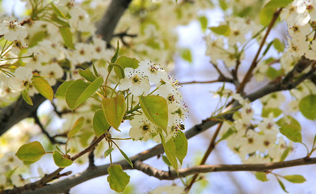 Pyrus calleryana Chanticleer