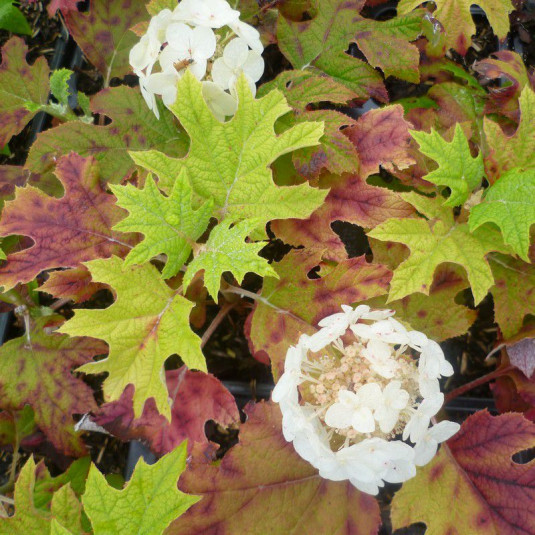 Hydrangea quercifolia Alice 