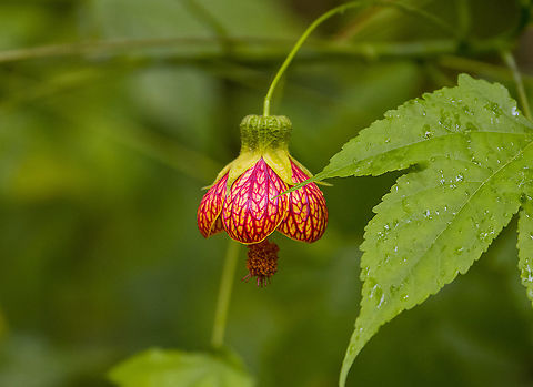 Abutilon Red Vein