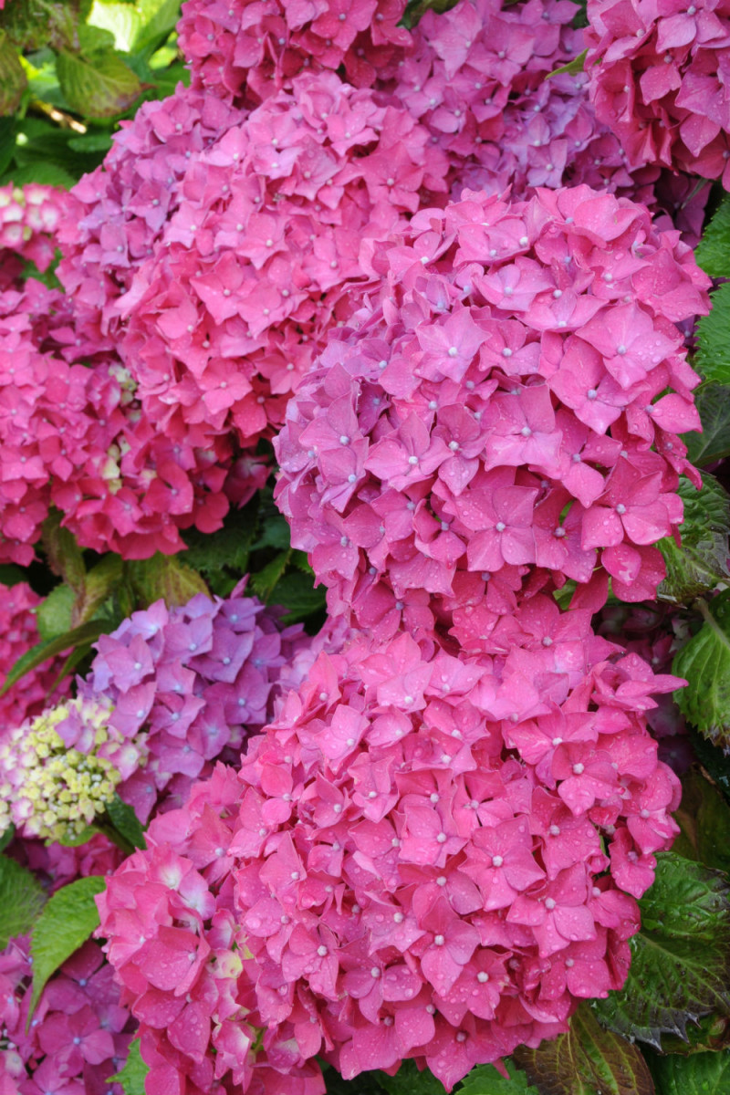 Hydrangea macrophylla Rosita 