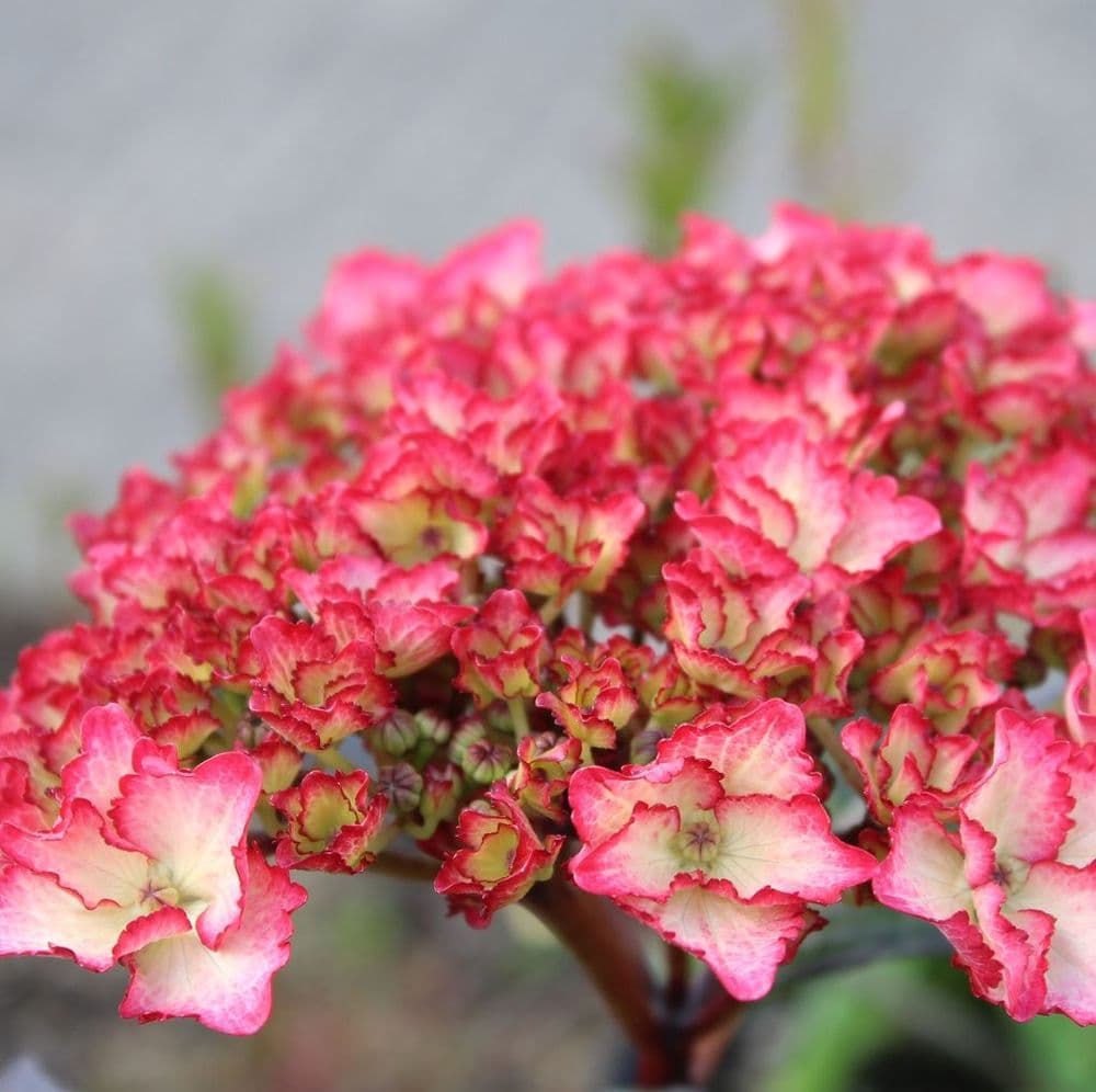 Hydrangea macrophylla Sabrina