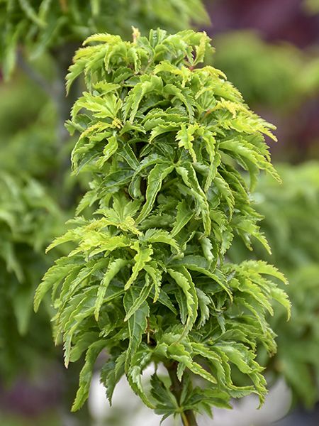 Acer palmatum Shishigashira 