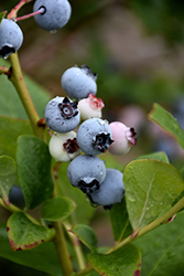 Vaccinium corymbosum Spartan