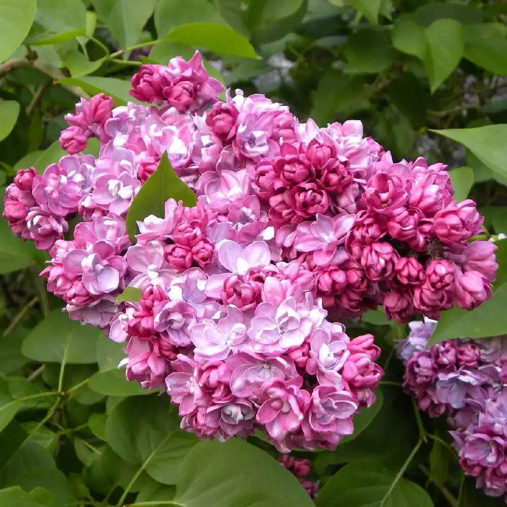 Syringa vulgaris Princesse Sturdza