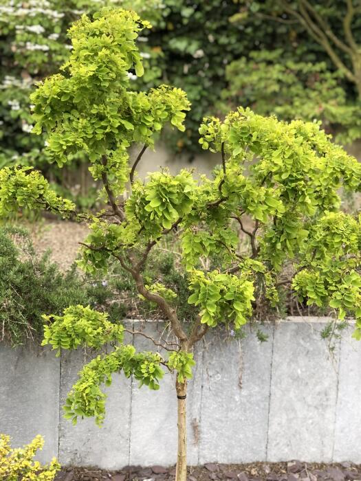 Robinia pseudoacacia Twisty Baby 