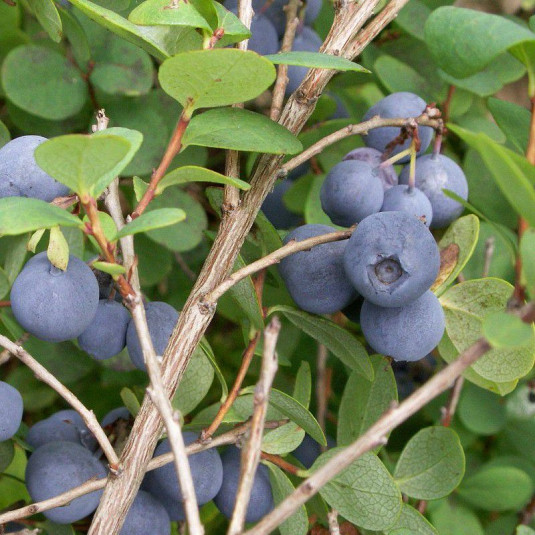 Vaccinium Corymbosum Legacy