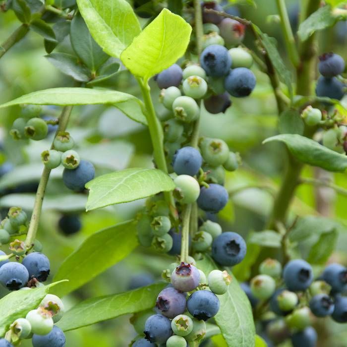 Vaccinium Corybosum Nelson