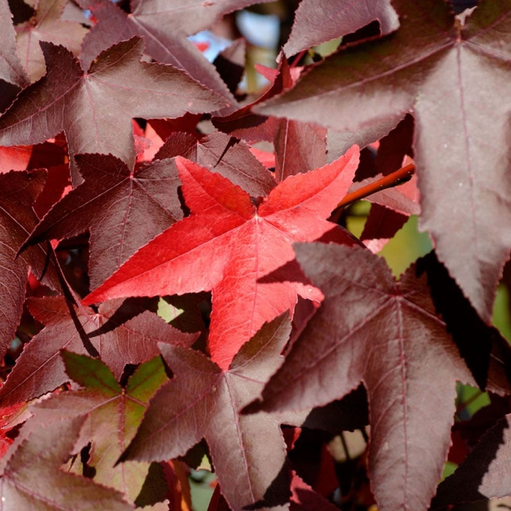 Liquidambar styraciflua Worplesdon