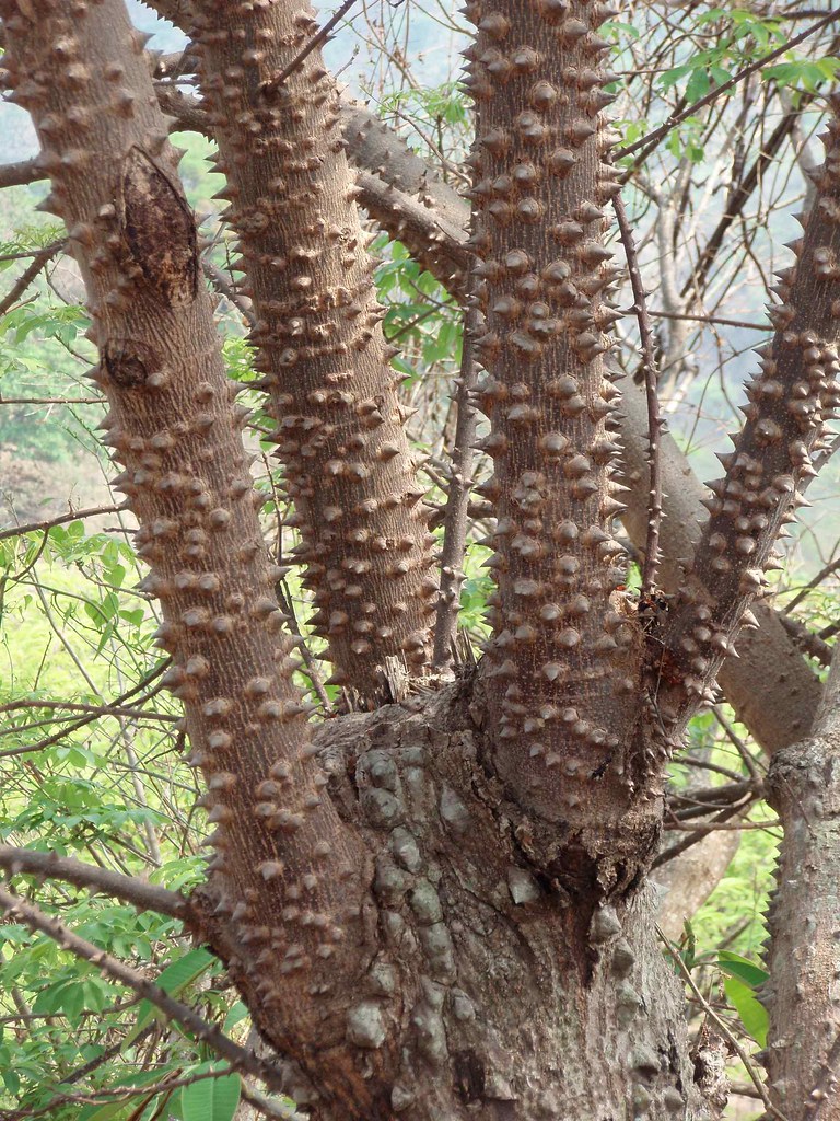 Zanthoxylum Americanum