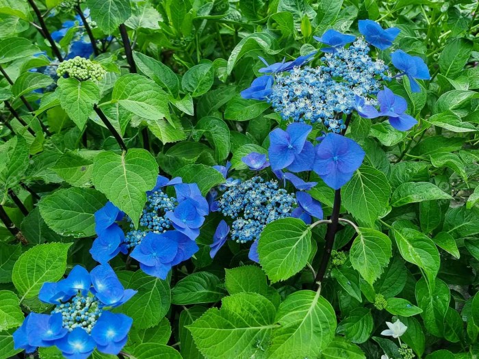 Hydrangea macrophylla Zorro bleu